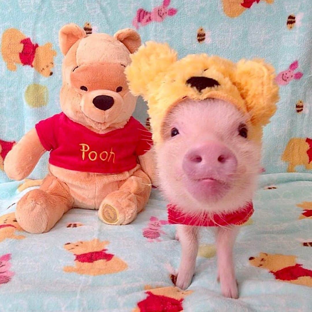 Priscilla and Poppletonさんのインスタグラム写真 - (Priscilla and PoppletonInstagram)「“Sometimes the smallest things take up the most room in your heart!” -Winnie the Pooh 🐷❤️🐻 Happy #NationalTeddyBearDay from Winnie the Pooh and guess who? #winniethepooh #guesswho #babypic #PrissyandPop」9月9日 21時04分 - prissy_pig