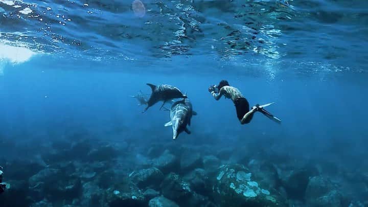 H I R O M I M O R I Y Aのインスタグラム：「🐬🐬🐬gopro最強説。  #diving #dolphin #dolphinswimming #underwaterphotography #uwphotographer #divermag #lascubamag #savetheearth #savethereef #savethedolphins #savetheocean #goprohero8 #goprodiving #goprojp #ドルフィンスイム #ダイビング　#ダイビング好きな人と繋がりたい #イルカ　#水中映像　#水中写真　#goproのある生活 #goprohero8 #weloveocean #ライフスタイル #フリーダイビング #ゴープロムービー　#海好きな人と繋がりたい  #水中冒険家」