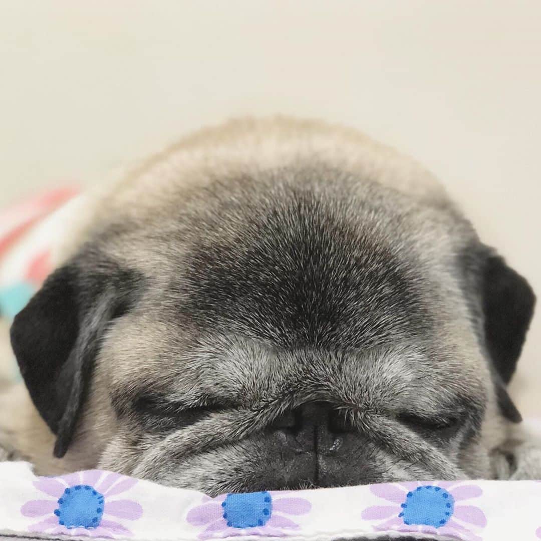 八兵衛のインスタグラム：「Hachibei① * * 寝とる。 * *  #ほぼ黒パグ #おじいちゃん犬 #pug #puggy #puglife #puglove #petstagram #pugstagram #pugsofinstagram #pugs #dog #ふわもこ部  @igersjp #IGersJP #east_dog_japan #pecoイヌ部 #八兵衛 #はちべえ #sippoストーリー」