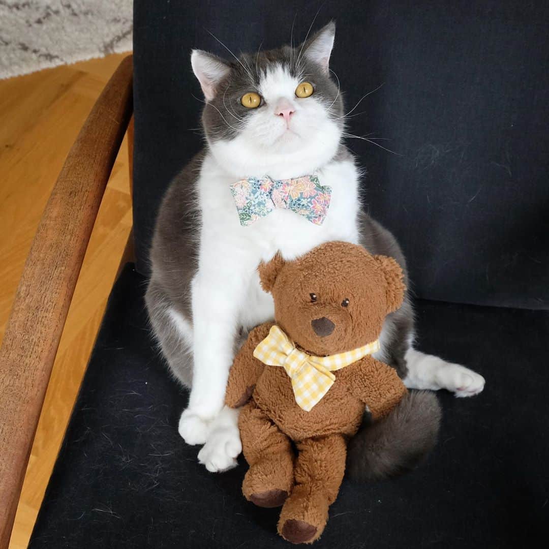 catinberlinさんのインスタグラム写真 - (catinberlinInstagram)「Extra cuddles for your favorite teddy today. ❤️🐻#TeddyBearDay www.catinberlin.com」9月9日 22時11分 - catinberlin