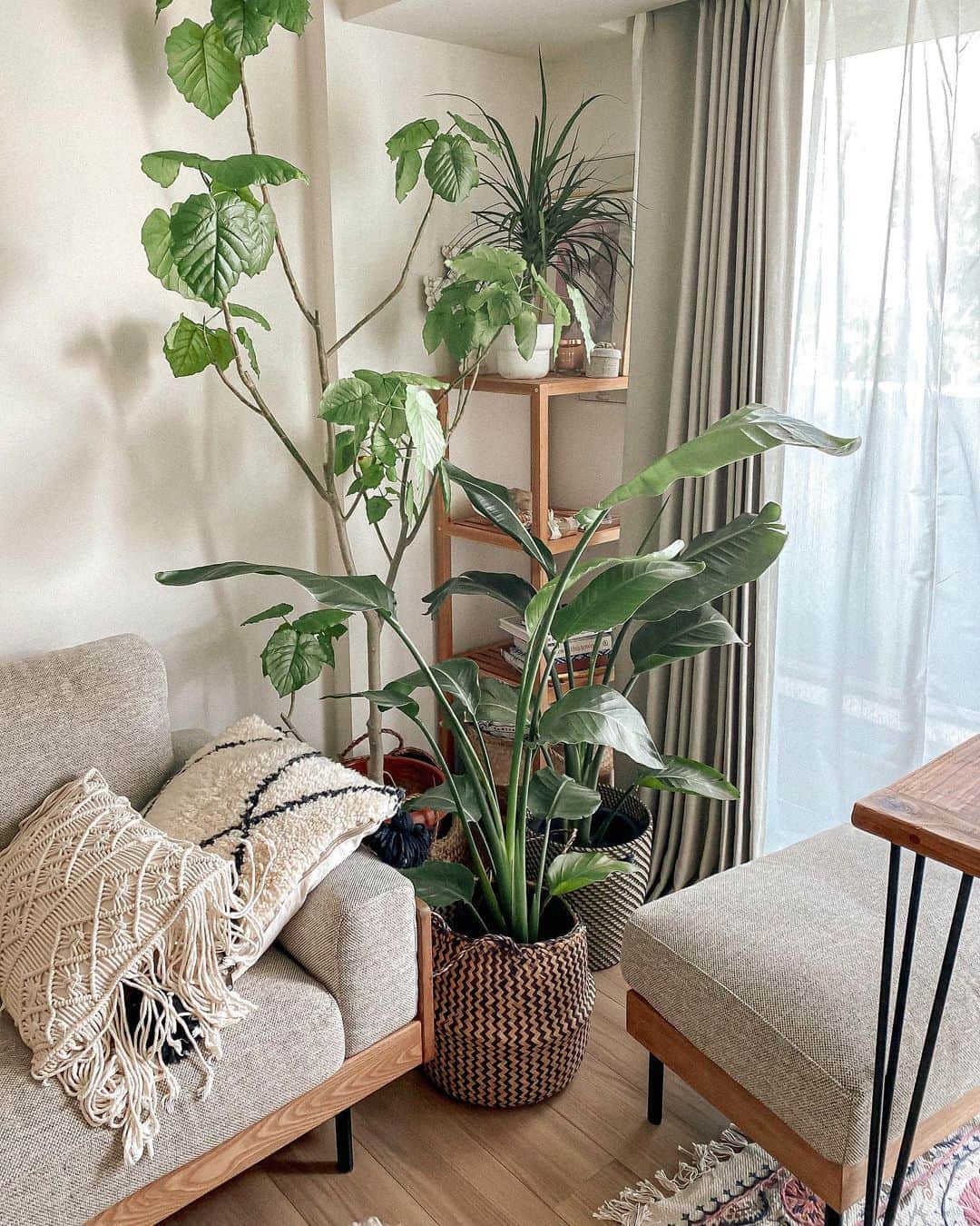 Manamiのインスタグラム：「🌿🌿🌿 おうちのGreenがもりもりじゃ🌞🌿 #マナシカの家」