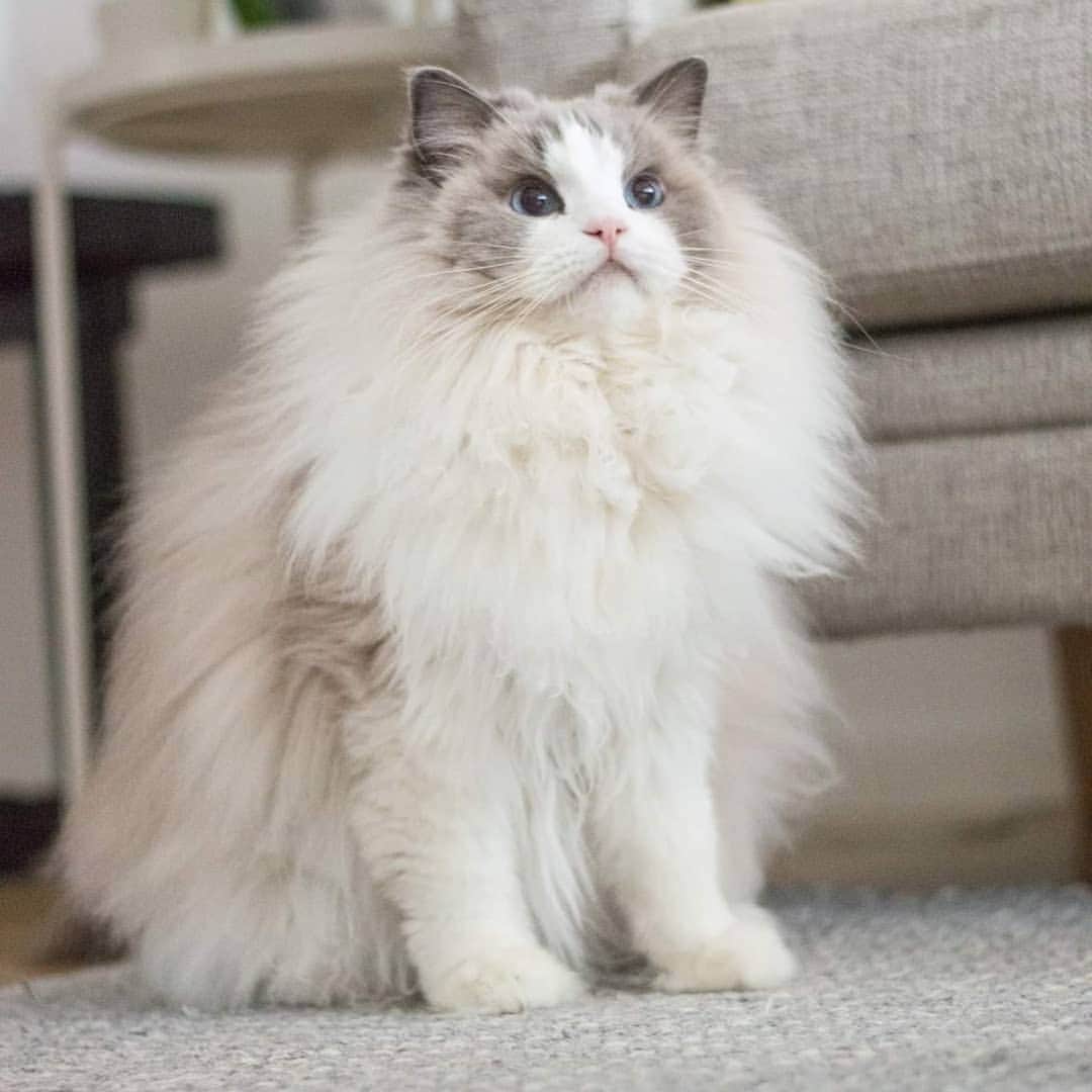 Princess Auroraさんのインスタグラム写真 - (Princess AuroraInstagram)「Look at her cute little face and her big fat floofiness!!! Irresistable!😭😻🙌 . . . #catsofinstagram #dailyfluff #weeklyfluff #cutepetclub #meow #kawaii #instacat #meowed #catlife #petstagram #ilovemypet #bestmeow #viral #catlove #neko #purrfect #catsofig #ragdoll #queen #cats_of_instagram #cat #cats #aurorapurr #floofy #fatcat」9月9日 22時36分 - aurorapurr