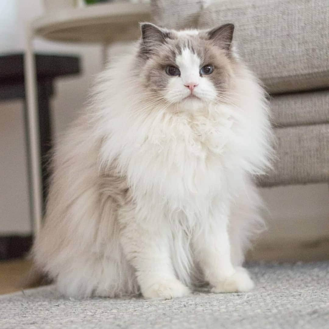 Princess Auroraさんのインスタグラム写真 - (Princess AuroraInstagram)「Look at her cute little face and her big fat floofiness!!! Irresistable!😭😻🙌 . . . #catsofinstagram #dailyfluff #weeklyfluff #cutepetclub #meow #kawaii #instacat #meowed #catlife #petstagram #ilovemypet #bestmeow #viral #catlove #neko #purrfect #catsofig #ragdoll #queen #cats_of_instagram #cat #cats #aurorapurr #floofy #fatcat」9月9日 22時36分 - aurorapurr