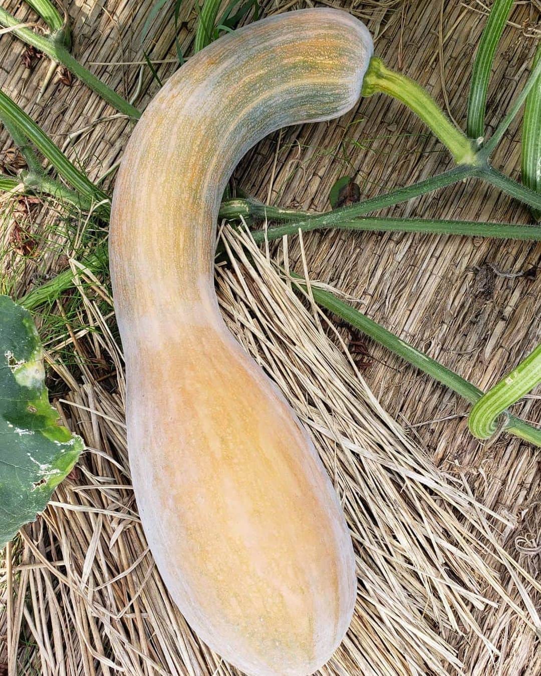 綾小路きみまろのグルメインスタ