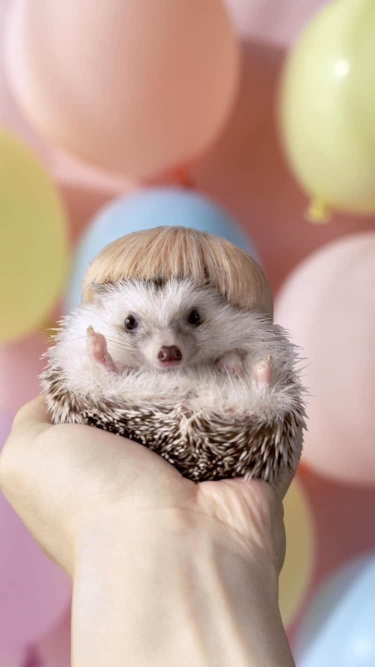 ダーシーのインスタグラム：「Wig Collection🦰🦱🦳✨ Endless ver.🎈💛💙」