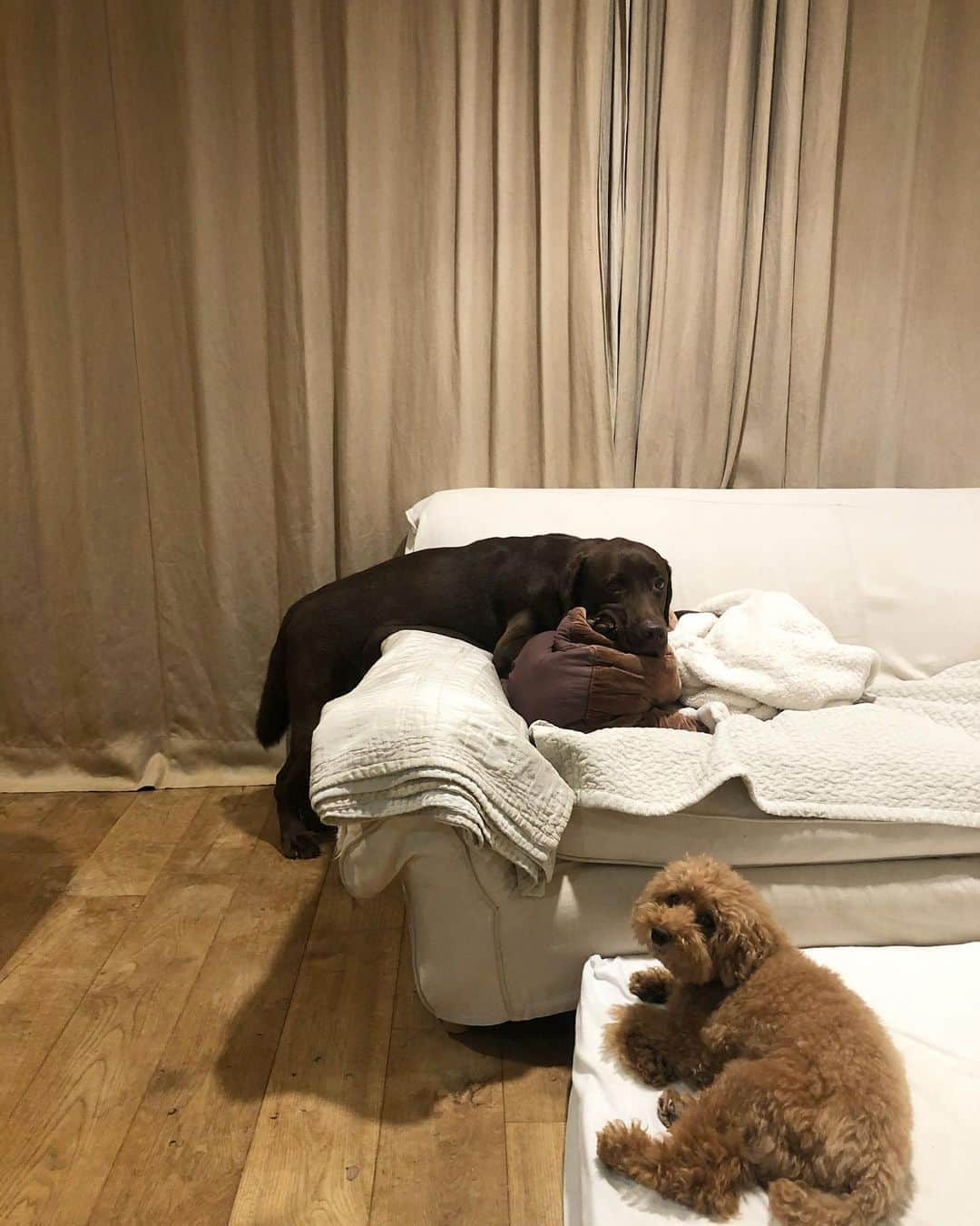 masakiさんのインスタグラム写真 - (masakiInstagram)「あそこで寝るらしい🙄🛋」9月9日 22時43分 - mogurapicassowols