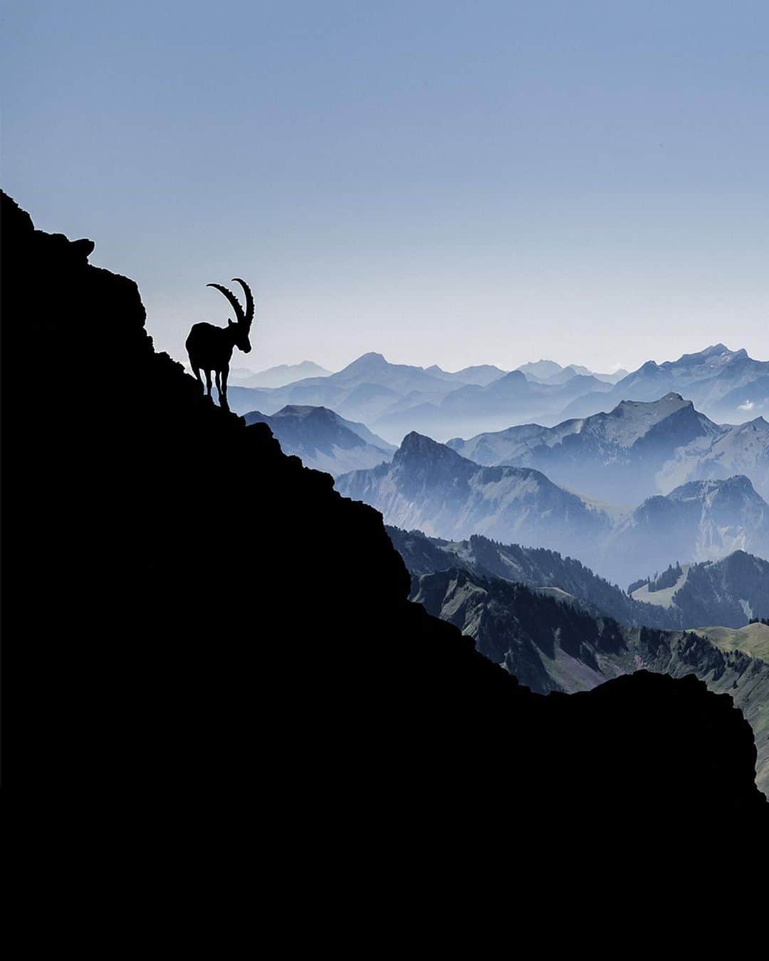 Mammutさんのインスタグラム写真 - (MammutInstagram)「Ibex, the king of the mountains! This and many more Swiss alpine animals inspired us for the new midlayers and caps with embroidered motifs!   Check it out now!  #Mammut_Swiss1862 #mountainanimals #ibex #wildlifephotography」9月9日 23時04分 - mammut_swiss1862