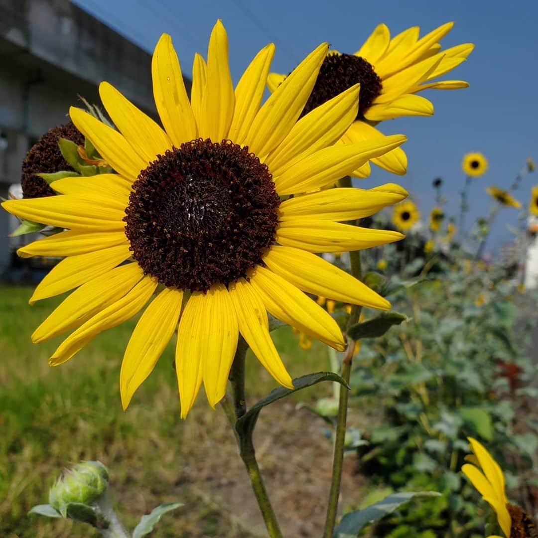 朱神宝のインスタグラム：「朝ウォーキングの途中で見かけたヒマワリ🌻 今日もがんばる。」