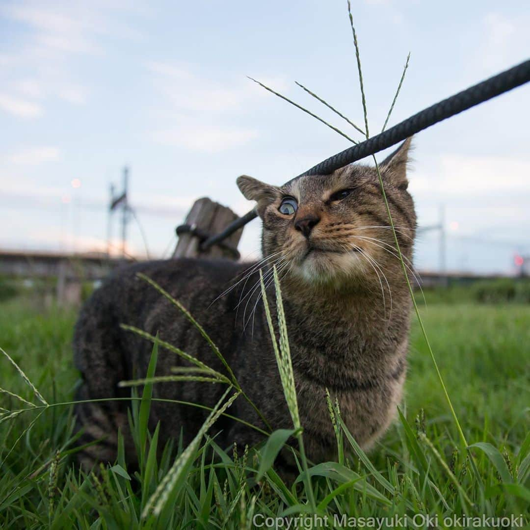 Masayukiさんのインスタグラム写真 - (MasayukiInstagram)「片目見開く。」9月10日 8時55分 - okirakuoki