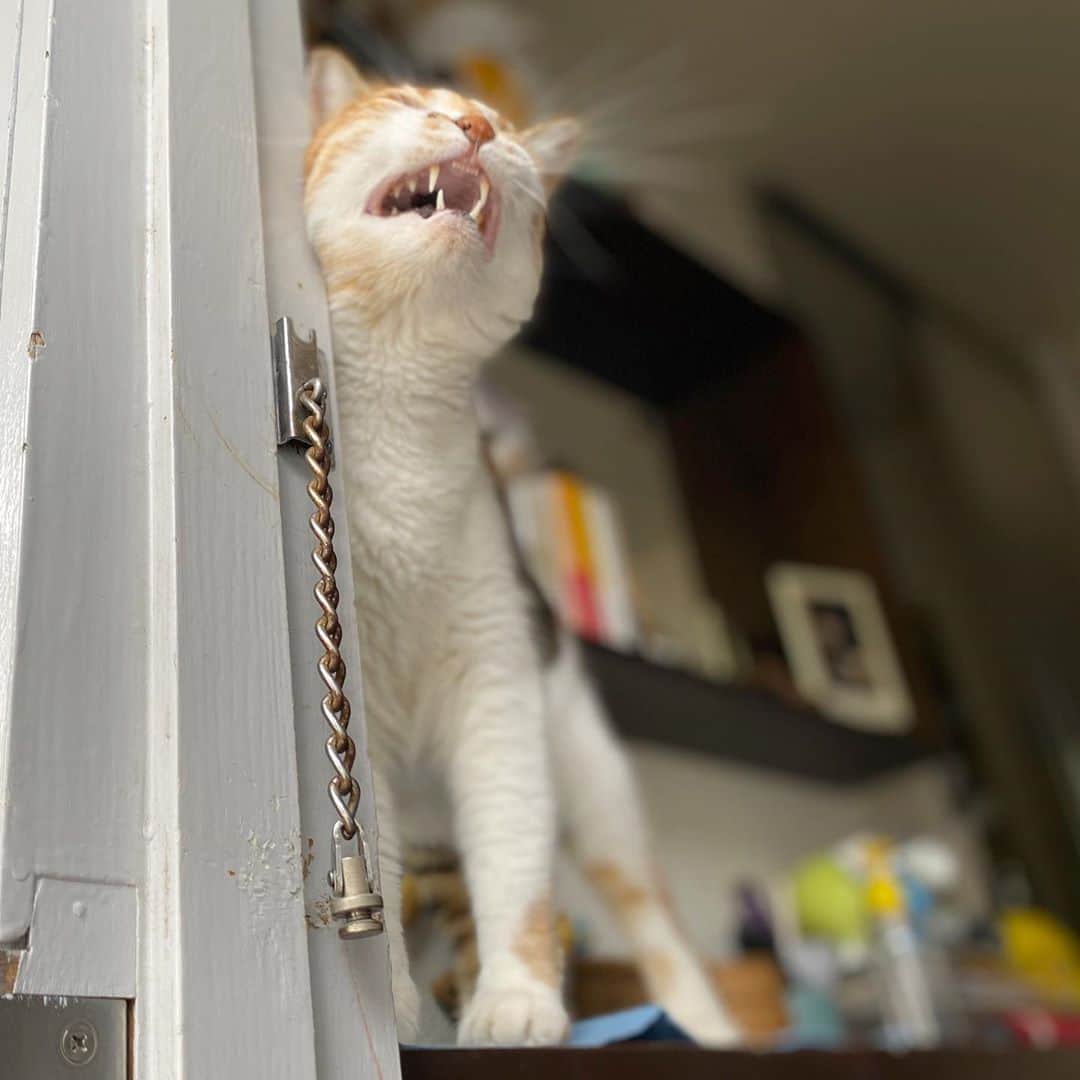 山田稔明さんのインスタグラム写真 - (山田稔明Instagram)「おはよ #ポチ実 #三毛猫」9月10日 8時59分 - toshiakiyamada