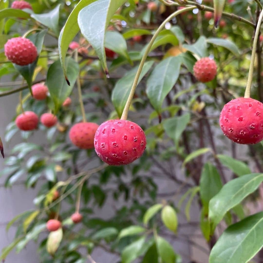 LOVEGREEN -植物と暮らしを豊かに。さんのインスタグラム写真 - (LOVEGREEN -植物と暮らしを豊かに。Instagram)「［ヤマボウシ］ . ヤマボウシの木をご存知ですか？実はとっても身近にあるかもしれません . 春には花、夏には瑞々しいグリーン、秋には果実と紅葉、一年を通して楽しめる理想的な庭木です🌳 . ヤマボウシの花は4枚の花びらのように見える総苞片（そうほうへん）を四方に広げるように咲かせます . この総苞片の中心に30前後の小花が集まって咲きます（総苞片とは花を包むように存在する葉のことです） . ヤマボウシの花びらのように見える部分は花びらではなく葉ですが、一般的に便宜上花びらと呼ばれています . ヤマボウシはあまり手間がかからず育てやすいので庭木として人気です！育ててみてはいかがでしょうか☺︎ . #ヤマボウシ #花が好き #花のある暮らし #庭木 #夏の思い出 #シンプルな暮らし #シンプルライフ #暮らしを楽しむ #植物 #植物のある暮らし #植物のある生活 #ナチュラルガーデン #季節の花 #園芸 #暮らしを整える #心地よい暮らし #丁寧な暮らし #植物のある暮らし #植物のある生活 #植物と暮らす #暮らしに花を #庭の花 #庭 #庭のある暮らし #庭づくり #小さな庭 #庭仕事 #花壇 #ガーデン #庭いじり」9月10日 9時00分 - lovegreen_official