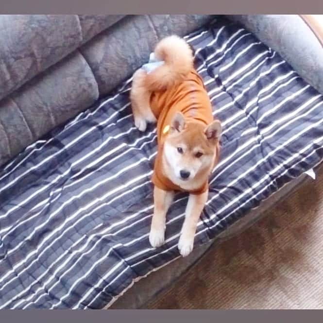 柴犬⭐️サスケのインスタグラム：「おはわん #5年前#小さかったね#オムツしてる#もうこの服は入らない#柴犬#赤柴#わんだフォ#ふわもこ部 #pecoいぬ部 #shibasnap #shibastagram #shibastagram」