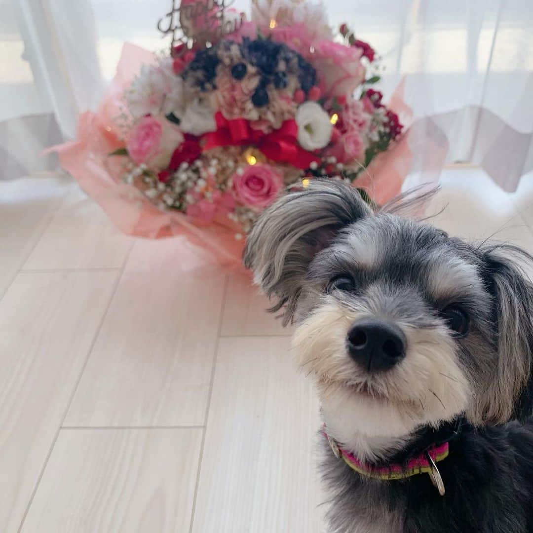 大石まどかさんのインスタグラム写真 - (大石まどかInstagram)「お誕生日🎂に頂いたお花でお部屋が良い香り🥰🌼ねねちゃんも笑ってるぅ〜😆 #花 #お誕生日 #いい香り #笑顔 #今日 #一日 #頑張ろう」9月10日 9時23分 - madoka_oishi