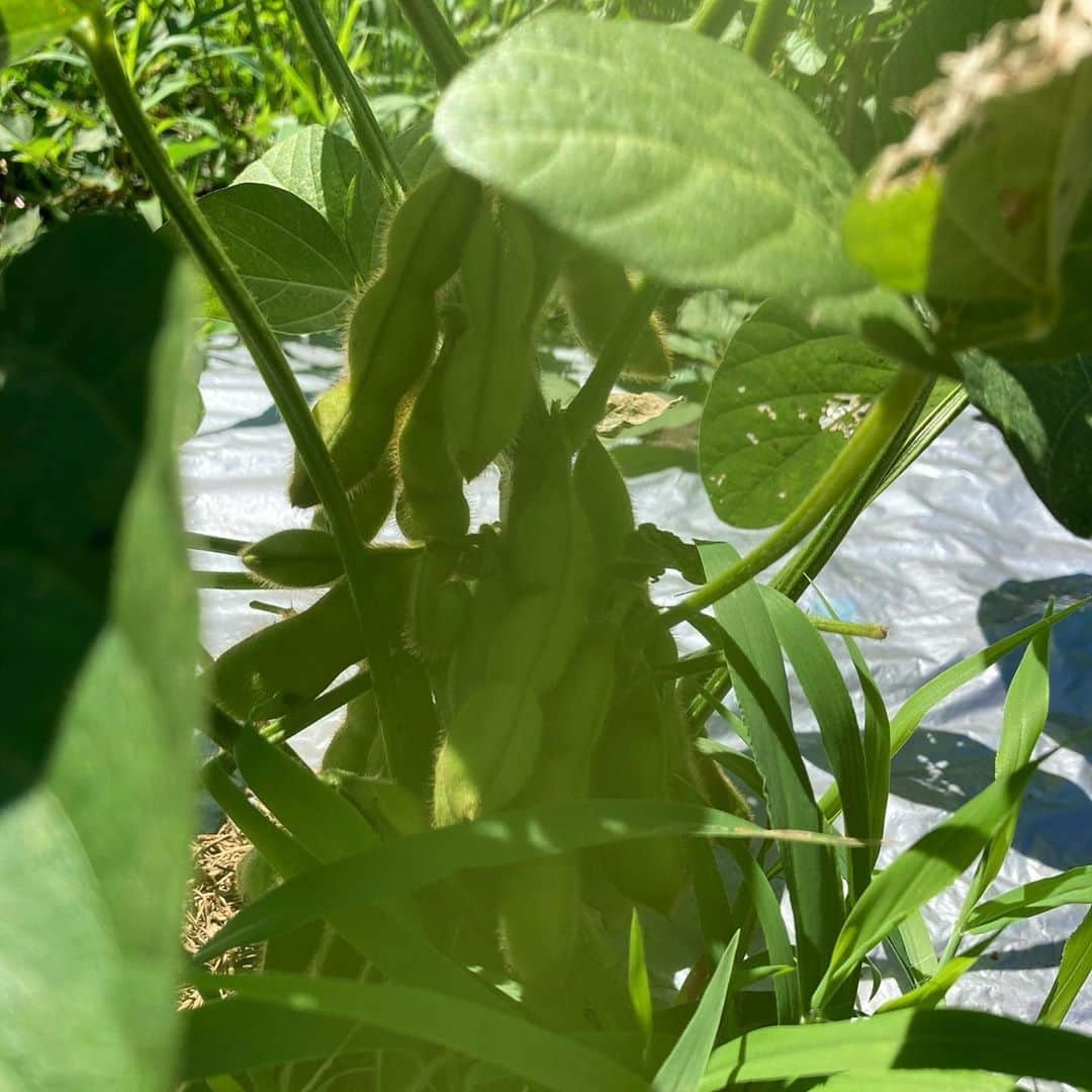 千葉アリサのインスタグラム：「家庭菜園🌿 のお手伝いで色々教えていただいた。  育った野菜をみるのも　土を触るのも 癒され楽しいけど、毎日の雑草のお手入れは　大変なことで「継続は力なり」でピカピカの実が育つんだなぁ。  枝豆、一株でこんなに　たわわになるんやね😳✨ ぷりっぷりやし！　元気弾けてほんま美味しかった🙏  この夏も、ほぼ毎日枝豆食べてたから 家でつくるなら　マスト選手♡  茹で枝豆も好物だけど、今年は蒸し焼きにハマりました  塩をふって5分強置いた後、フライパンにホイルをひいて　蓋をして7.8分、蓋をとって2.3分。  味がぎゅっ！と　ホクホクになって美味😋  食べるときによく豆を飛ばしてまうのでw ルークにいつも 下で狙らわれてる🐶✨  #家庭菜園　#オーガニック　#枝豆　#生き方模索中#holisticlife」