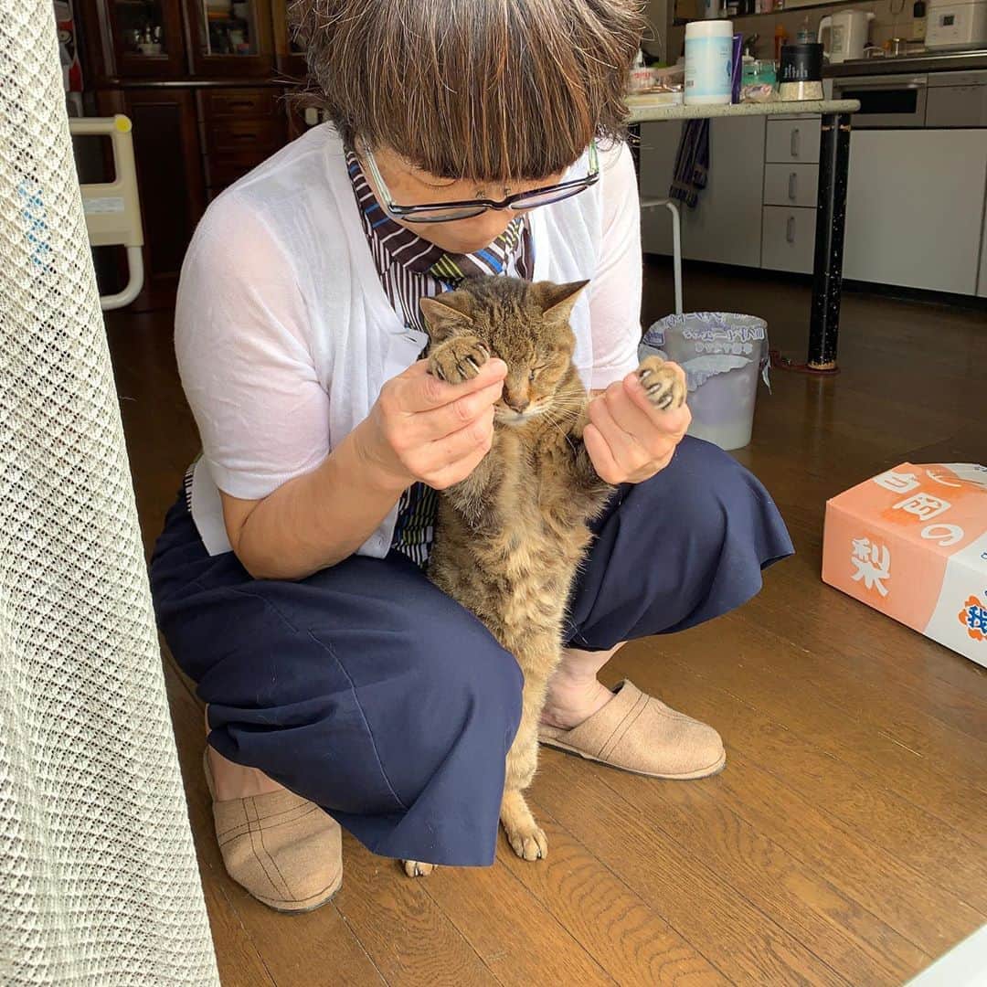 のインスタグラム：「ばぁばさんお見送り。 いってらっしゃい！ 今日、ばぁばさんは、デイサービス。  #うちの猫ら #cocoa #バーバ #バーバと猫 #猫と介護 #猫 #ねこ #cat #ネコ #catstagram #ネコ部 http://kachimo.exblog.jp」