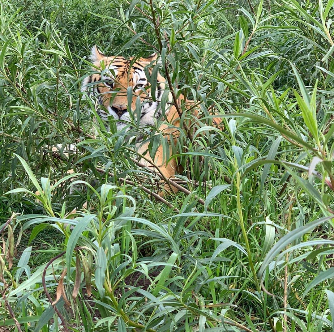 Black Jaguar-White Tiger さんのインスタグラム写真 - (Black Jaguar-White Tiger Instagram)「“Deep in the mountains of Mexico, the elusive Siberian Tiger...”」9月10日 10時04分 - blackjaguarwhitetiger