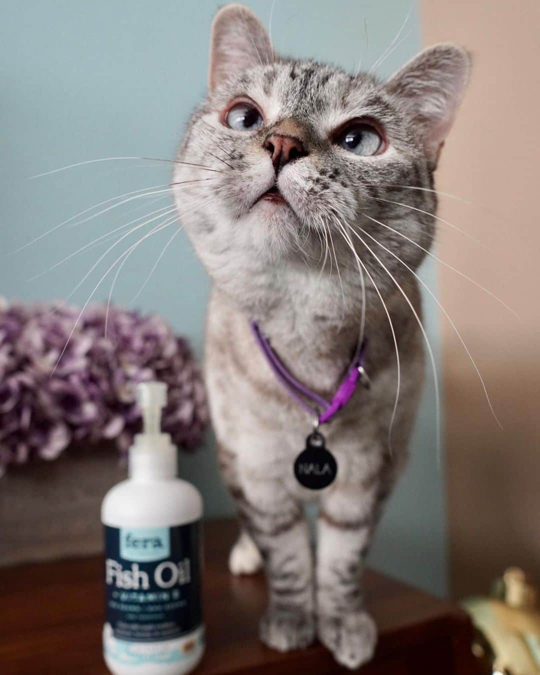 nala_catさんのインスタグラム写真 - (nala_catInstagram)「My mommy adds Fish Oil from @ferapetorganics into my food because it’s one of the best supplements. Trust me, it’s pawsome and taste yummy too! Fish Oil benefits include, skin and coat, musculoskeletal, cardiovascular, immune system, and neurological. Plus, veterinarian formulated! Link in bio to learn more! #ferapetorganics #ad」9月10日 1時16分 - nala_cat