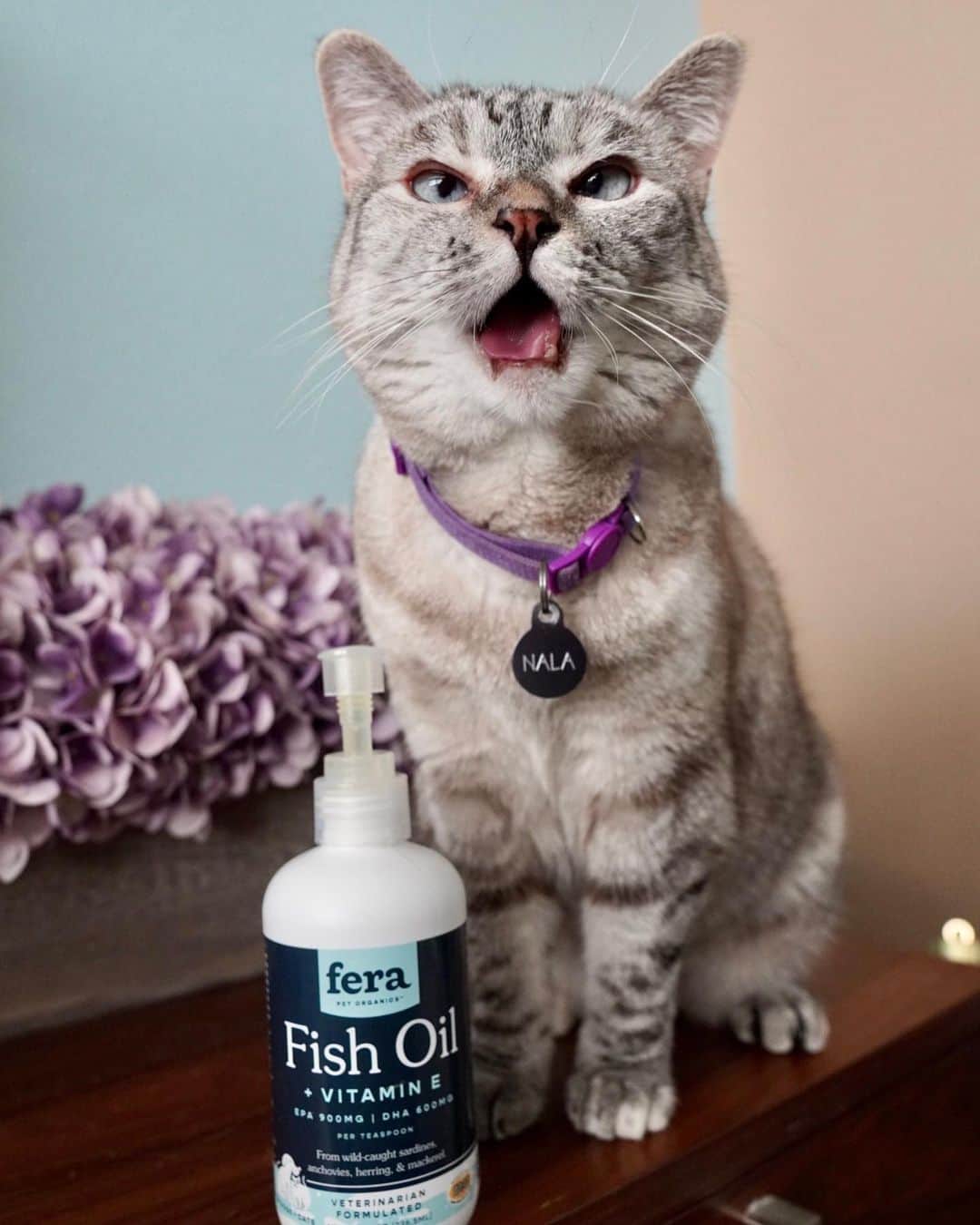 nala_catさんのインスタグラム写真 - (nala_catInstagram)「My mommy adds Fish Oil from @ferapetorganics into my food because it’s one of the best supplements. Trust me, it’s pawsome and taste yummy too! Fish Oil benefits include, skin and coat, musculoskeletal, cardiovascular, immune system, and neurological. Plus, veterinarian formulated! Link in bio to learn more! #ferapetorganics #ad」9月10日 1時16分 - nala_cat
