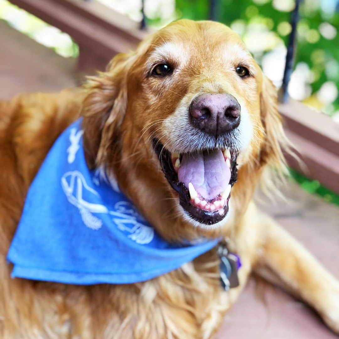 のインスタグラム：「the Dog Days of Summer are here and its not so bad 👀 swipe for lots of cute doggies 🐶」