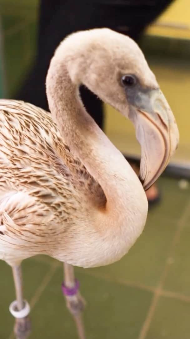 のインスタグラム：「This juvenile flamingo ended up at @jasperdoest's cousins wildlife rescue as it needed immediate medical care for its severe foot lesions. She treated the bird and made special socks to fit the bird’s feet to avoid too much stress on the healing wounds. After the recovery at @fdoccuracao, the bird was successfully reintroduced to the wild. Video by @jasperdoest and @klomp.thomas #flamingo #wildliferescue #conservation」