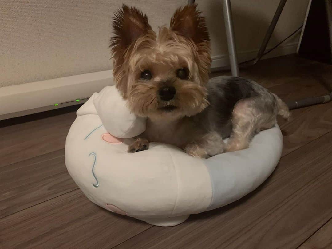 JennieBabyのインスタグラム：「🐾 退院して1ヶ月半経ったリボンだよ🐶❤ おなじ犬種だけど、スタイルがよくて美しいロミオとはまた違って、いつまでも赤ちゃんみたいな愛らしいリボン💓 すっかり元気です✨ #ribbon #yorkie #yorksherterrier #yorkiegram #yorkielife #yorkielover #doglover #ヨーキー #ヨークシャテリア #愛犬家 #犬好き」