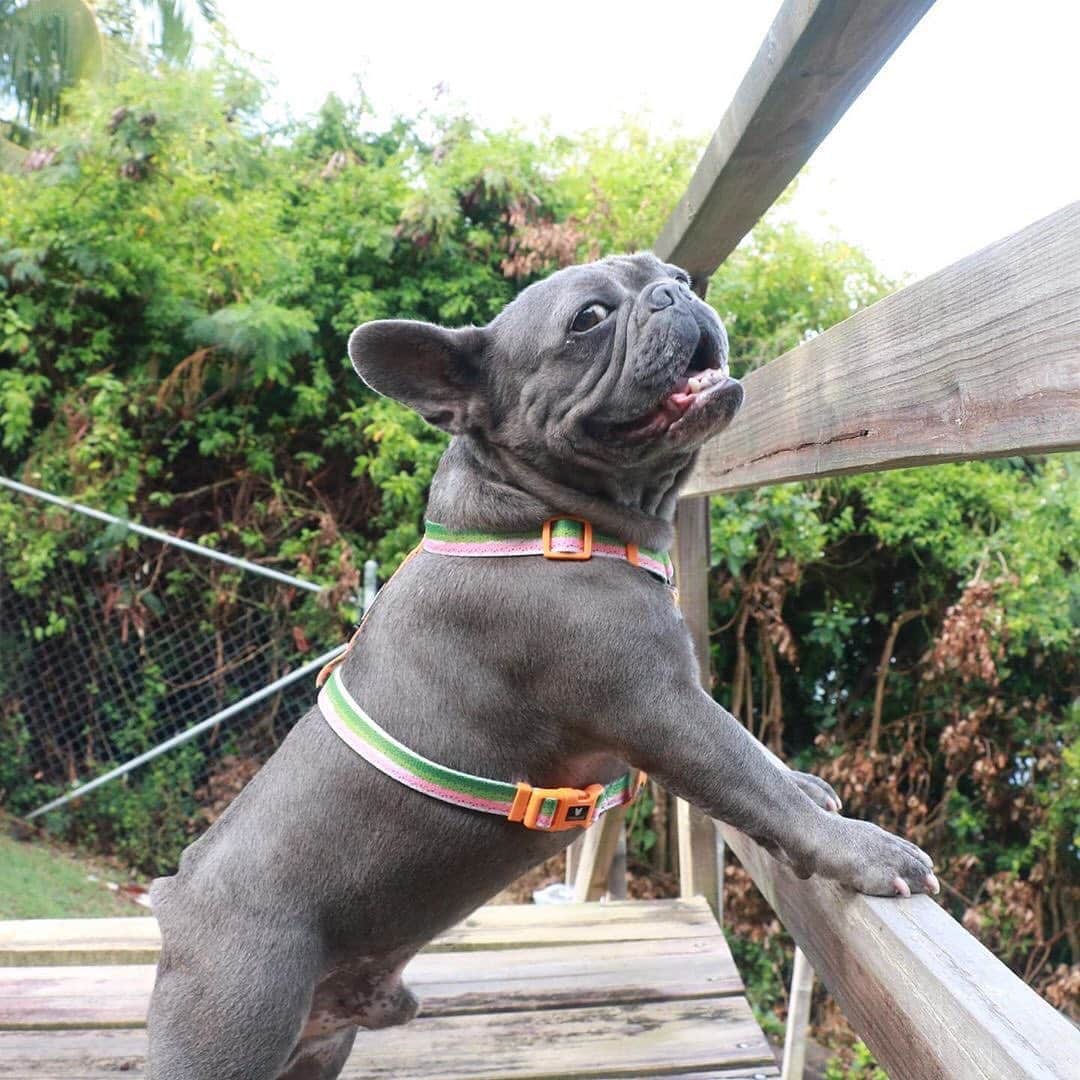 Regeneratti&Oliveira Kennelさんのインスタグラム写真 - (Regeneratti&Oliveira KennelInstagram)「You haven’t lived until you’ve tried a Strap Harness 😆 @lululenny_the_french_bulldogs looking handsome as ever in his Happy Camper Strap Harness!⛺️ . . The Happy Camper is BACK! Life is s'more fun with this collection! Shop now only at www.frenchie.com  * 🎁 Get 10% off  with code jmarcoz10 🐾 . . . #frenchiepetsupply #frenchiesofinsta #pugsofinsta #frenchbulldog #frenchiesofinstagram #pug #frenchies #reversibleharness #frenchiehoodie #thedodo #frenchieharness #dogclothes #dogharness #frenchiegram #dogsbeingbasic #frenchieoftheday #instafrenchie #bulldogs #dogstagram #frenchievideo #cutepetclub #bestwoof #frenchies1 #ruffpost #bostonterrier #bostonsofig #animalonearth #summerdog #dogs」9月10日 1時42分 - jmarcoz
