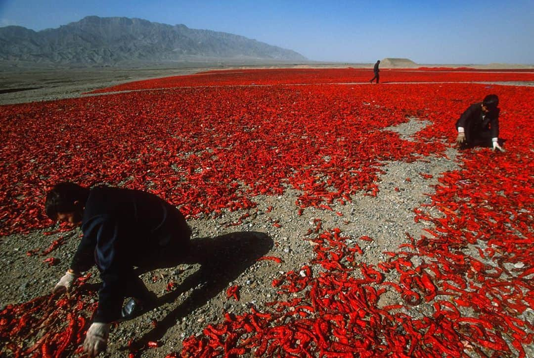 Michael Yamashitaさんのインスタグラム写真 - (Michael YamashitaInstagram)「Red pepper and corn harvest in Ningxia: a sure sign fall is on the way. #peppers #redpepper #ningxia #ningxiared #harvesttime」9月10日 1時46分 - yamashitaphoto