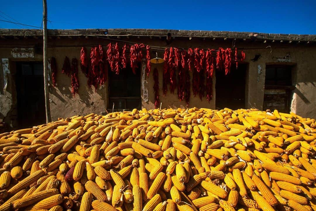 Michael Yamashitaさんのインスタグラム写真 - (Michael YamashitaInstagram)「Red pepper and corn harvest in Ningxia: a sure sign fall is on the way. #peppers #redpepper #ningxia #ningxiared #harvesttime」9月10日 1時46分 - yamashitaphoto