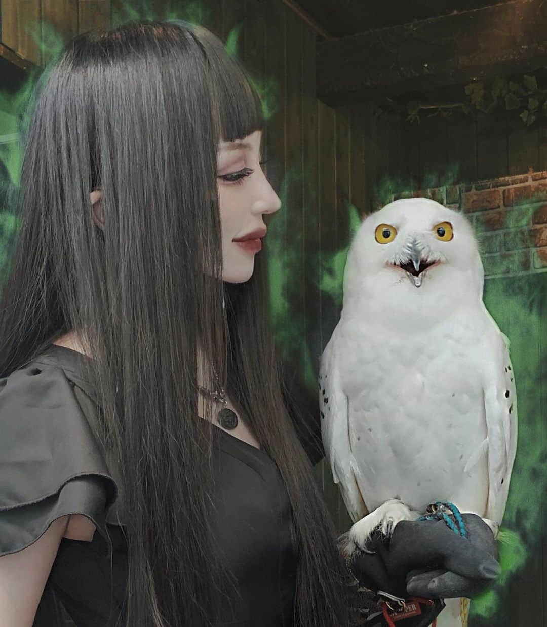 chiiiiiのインスタグラム：「使い魔にするとしたら... 梟か猫かで迷うんだ🦉🌙🐈 烏もいいね」