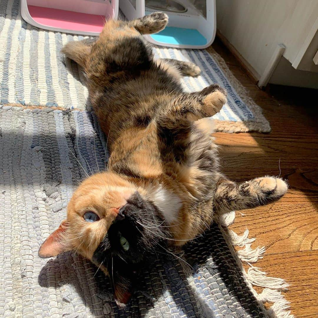 Venus Cat さんのインスタグラム写真 - (Venus Cat Instagram)「☀️ My favorite spot in our new house. The sun shines through this window for most of the day! Think I’m gonna like it here. 😺😺」9月10日 2時04分 - venustwofacecat