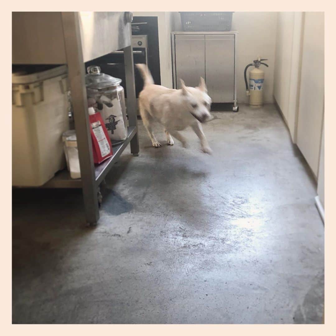 パンといっぴきのインスタグラム：「今日は2周でした。  #元保護犬 #雑種犬 #crossbreed #mixdog #キップル14歳　#走る犬」