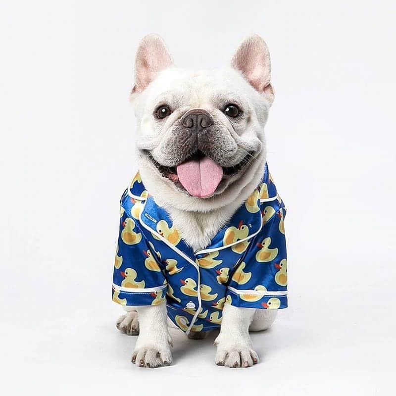 French Bulldogさんのインスタグラム写真 - (French BulldogInstagram)「Silk Satin French Bulldog Pajamas 🐥🌃 by @frenchie.world 🛒🛍 .. 👉 Bundle up in style and move your dog’s sleeping to the next level by dressing him into our Silk Satin French Bulldog Pajamas. . . . . . #frenchie #frenchies #frenchies1 #frenchiepuppy #frenchiesofinstagram #frenchbulldog #frenchbulldogs #frenchbulldogpuppy #frenchbulldogsofinstagram #fralla #fransebulldog #franskbulldog #französischebulldogge #flatnosedogsociety #bulldogfrances #bouledogue #bouledoguefrancais #batpig #buhi #frogdog #squishyface #squishyfacecrew #redfawn #フレンチブルドッグ #フレンチブルドッグ #フレブル #ワンコ」9月10日 2時32分 - frenchie.world