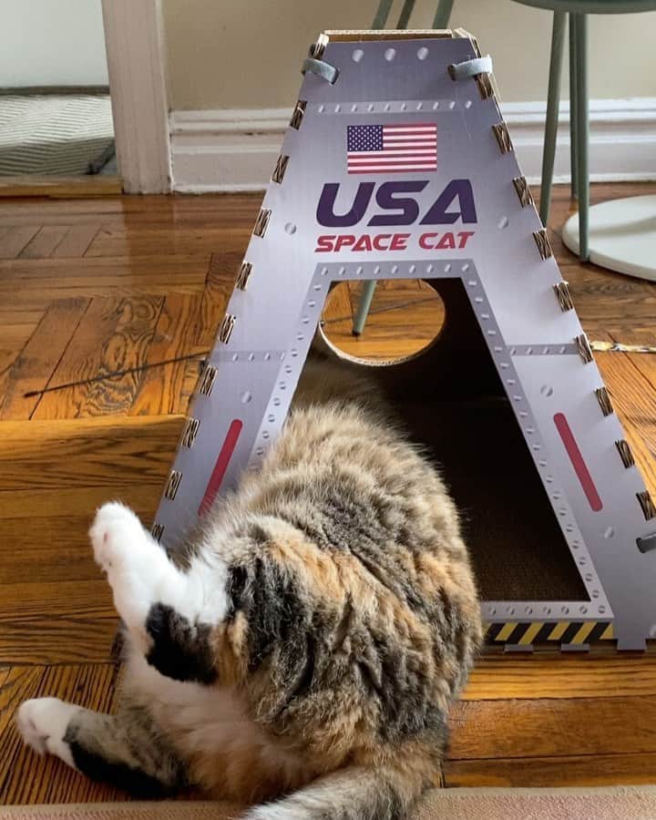 Tinaのインスタグラム：「Kids am I right? 😹 thanks for 🚀 @petcraftsupply ♥️」