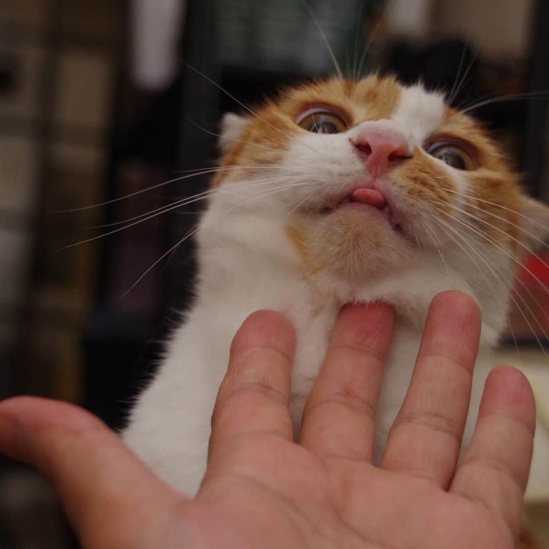 Kachimo Yoshimatsuさんのインスタグラム写真 - (Kachimo YoshimatsuInstagram)「なでなで…  #うちの猫ら #oinari #猫 #ねこ #cat #ネコ #catstagram #ネコ部 http://kachimo.exblog.jp」9月10日 2時47分 - kachimo