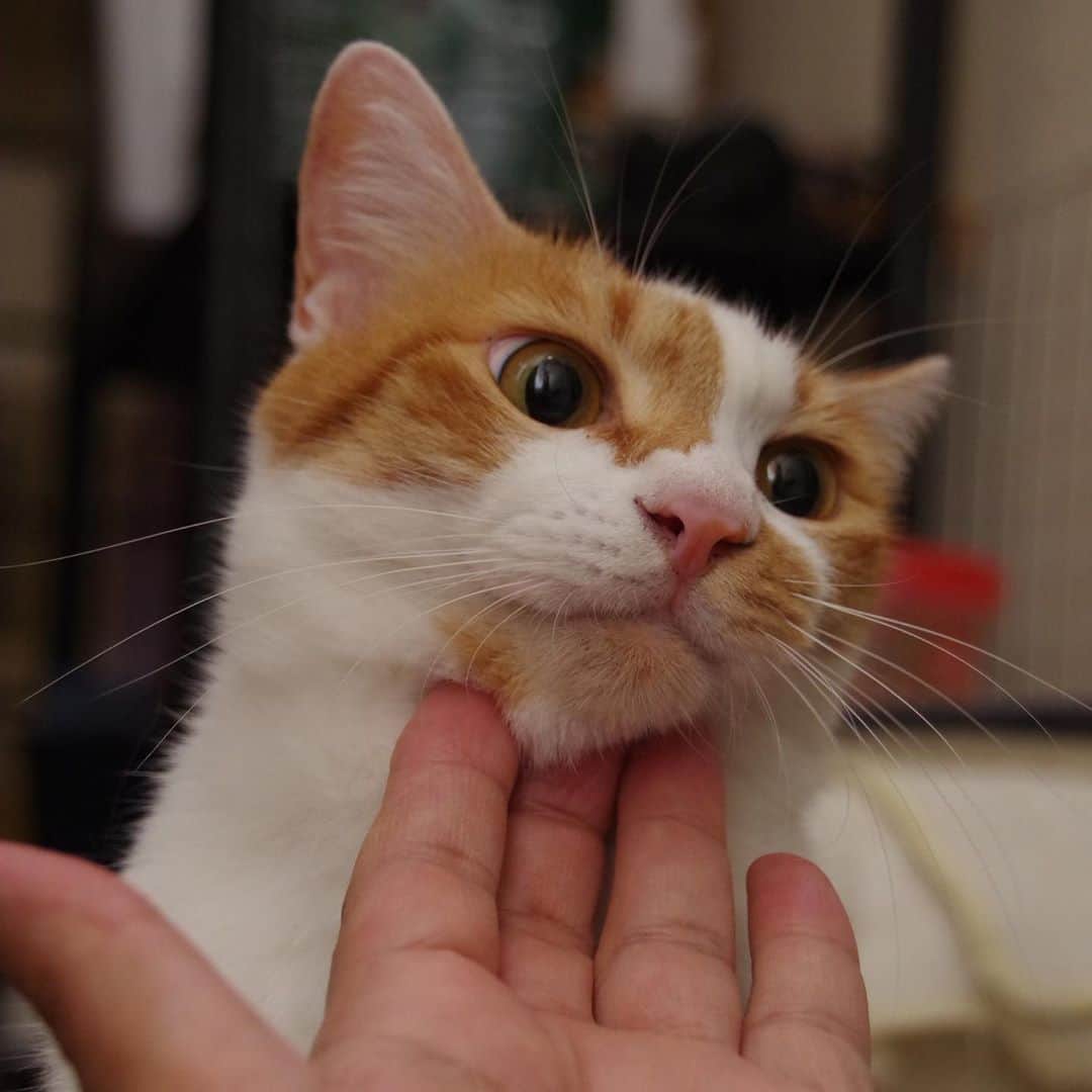 Kachimo Yoshimatsuさんのインスタグラム写真 - (Kachimo YoshimatsuInstagram)「なでなで…  #うちの猫ら #oinari #猫 #ねこ #cat #ネコ #catstagram #ネコ部 http://kachimo.exblog.jp」9月10日 2時47分 - kachimo