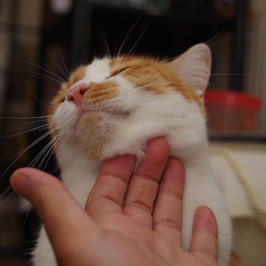 Kachimo Yoshimatsuさんのインスタグラム写真 - (Kachimo YoshimatsuInstagram)「なでなで…  #うちの猫ら #oinari #猫 #ねこ #cat #ネコ #catstagram #ネコ部 http://kachimo.exblog.jp」9月10日 2時47分 - kachimo