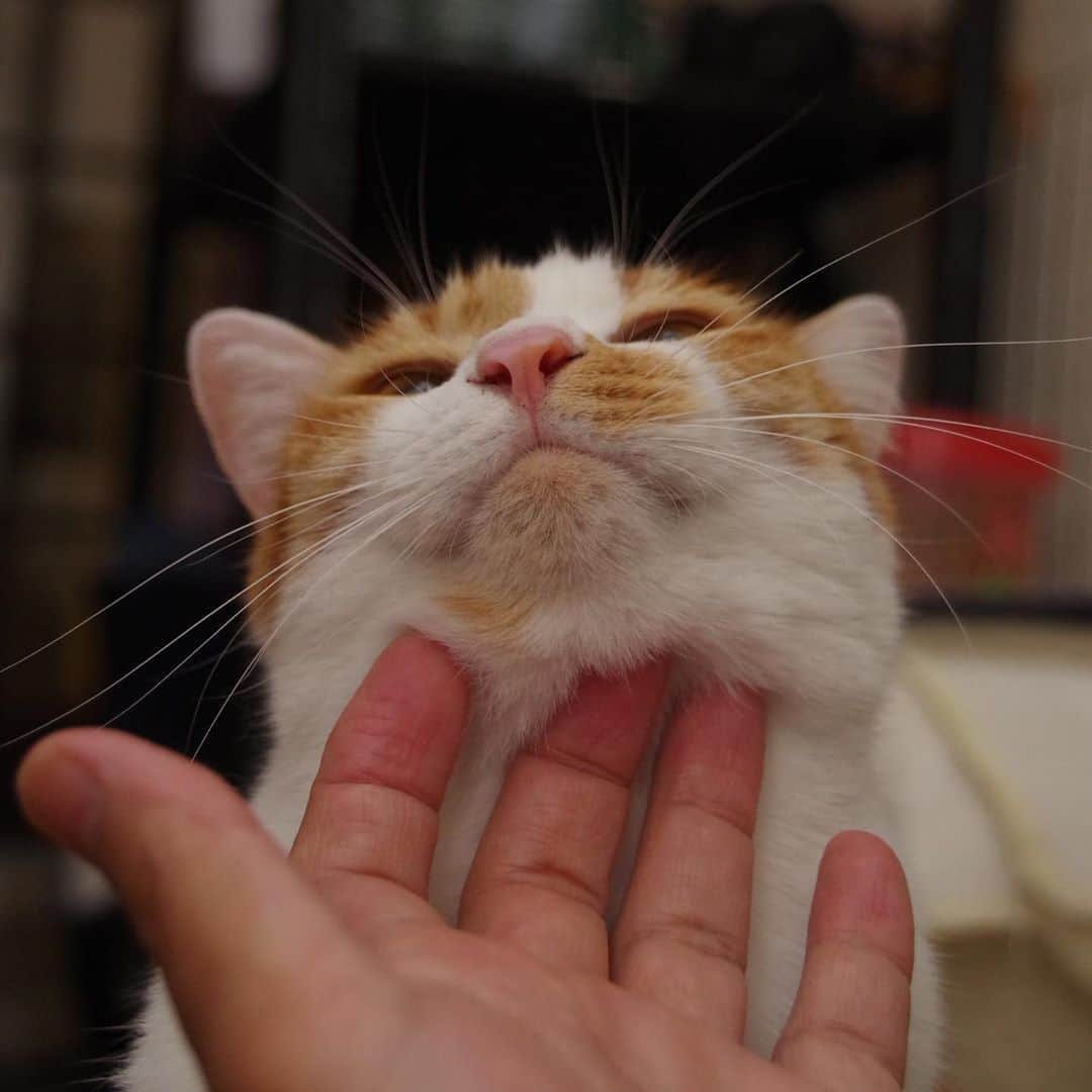 のインスタグラム：「なでなで…  #うちの猫ら #oinari #猫 #ねこ #cat #ネコ #catstagram #ネコ部 http://kachimo.exblog.jp」