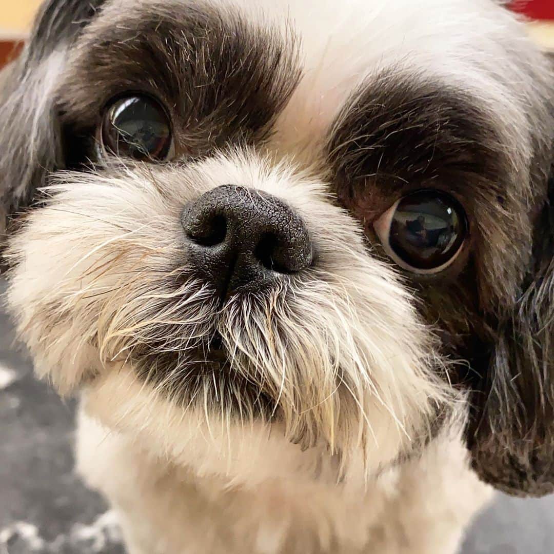 Dogs by Ginaのインスタグラム：「If the sun refuse to shine, I would still be loving you.」
