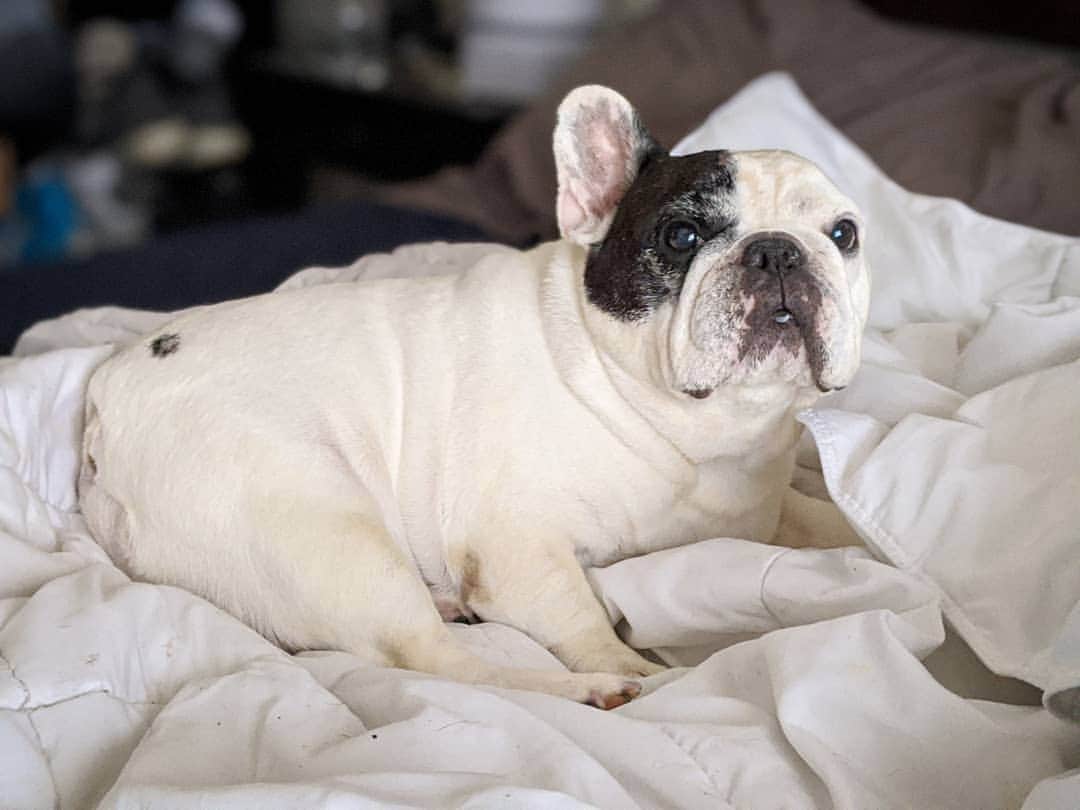 Manny The Frenchieのインスタグラム：「If you think I'm getting outta bed today, you are mistaken. 😏  #humpday」