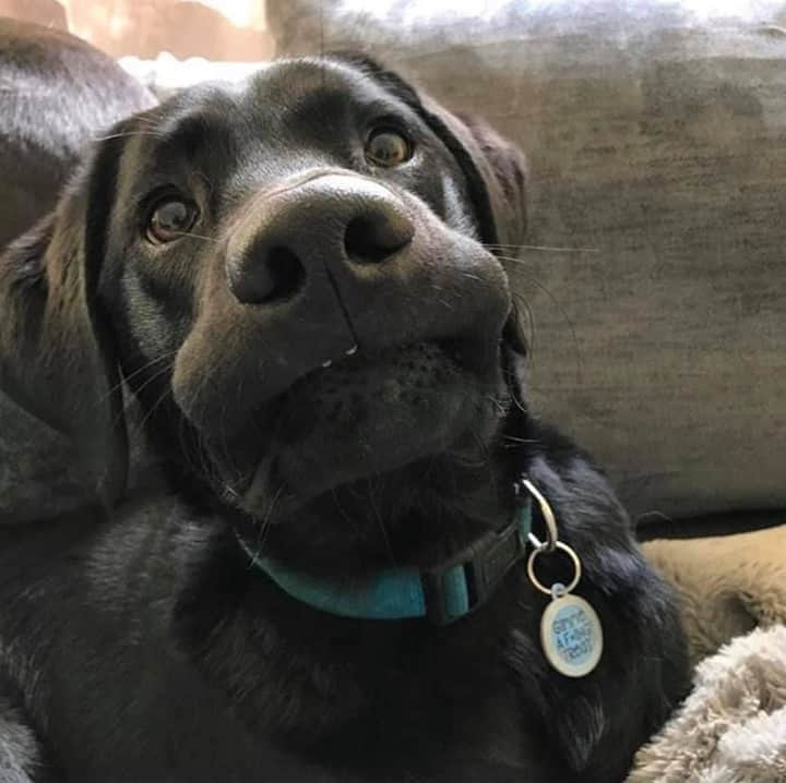 9GAGさんのインスタグラム写真 - (9GAGInstagram)「When your fart became an accidental shart⠀ Follow @barked for more cute dogs!⠀ -⠀ 📷 @cartercanines⠀ -⠀ #barked #LabradorRetriever #Labrador #9gag」9月10日 4時00分 - 9gag