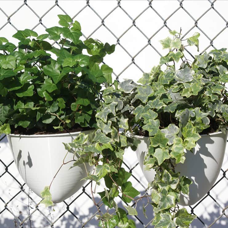 Design Milkさんのインスタグラム写真 - (Design MilkInstagram)「@plantseads by Bryan Meador: “Seads” is an acronym that stands for Sustainable Ecology, Adaptive Design. Their first product offering is a planter that fits onto chain link fence and is made from recycled plastic milk jugs. The hope is that these SeadPods will empower people to grow vertical gardens in places that were previously inaccessible. \\\ learn more on designmilk[dot]com or @designmilkeveryday to shop!」9月10日 4時47分 - designmilk