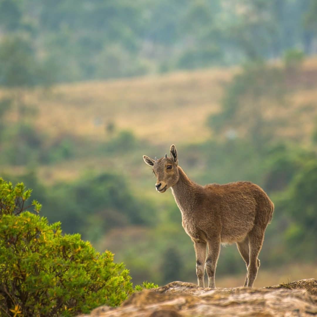 National Geographic Travelさんのインスタグラム写真 - (National Geographic TravelInstagram)「Photo by Prasenjeet Yadav @prasen.yadav  The Nilgiri tahr is a mountain ungulate that is endemic to the sky islands of the Western Ghats of India. It is found in open montane grassland habitats at elevations of 1,200 to 2,200 meters (3,900 to 7,200 feet). The forests open into grasslands interspersed with patches of stunted forests, locally known as sholas. Follow me @prasen.yadav for more photos from the extremely biodiverse states of India and parts of Central Asia.」9月10日 5時06分 - natgeotravel