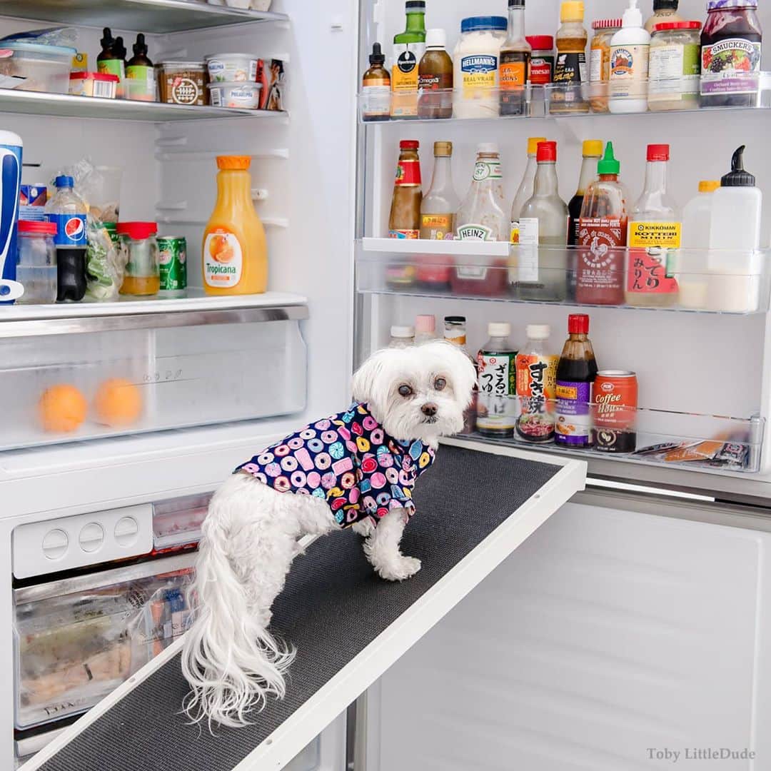 Toby LittleDudeのインスタグラム：「My favorite activity is staring into the fridge.  Being slightly vertically challenged means things around the house are often out of reach. Thanks @doggoramps for helping me get up and down the bed safely AND reach the fridge!」