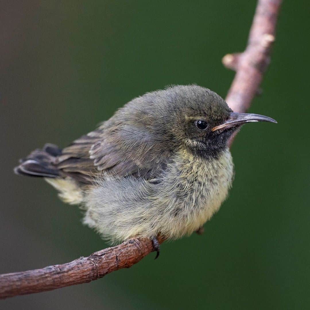 のインスタグラム：「Splendid news: We reared a splendid sunbird chick for the first time in our history. The chick is male, and his parents are the only pair of their species in a zoo in the US. (Last photo is of the chick's father) #SplendidSunbird #birdstagram #SanDiegoZoo」