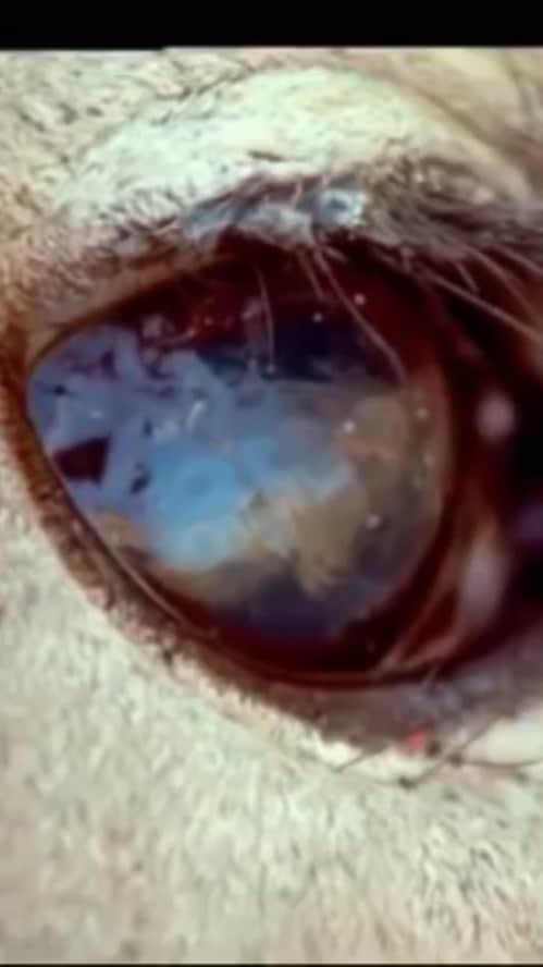 リリー・コールのインスタグラム：「Watch this video. It’s extraordinary ~ give it your full attention. Perhaps use it to pause for thought to reflect on how we kill billions of animals each week today. What are the arguments for and against eating meat at the dawn of the “sixth mass extinction”? I try to discuss different sides of the debate in episode 2 of my podcast - Who Cares Wins - link in bio to listen. . Would love to hear your thoughts on the podcast food debate if you listen 💚 Footage from BBC Earth / David Attenborough / Human Mammal.」