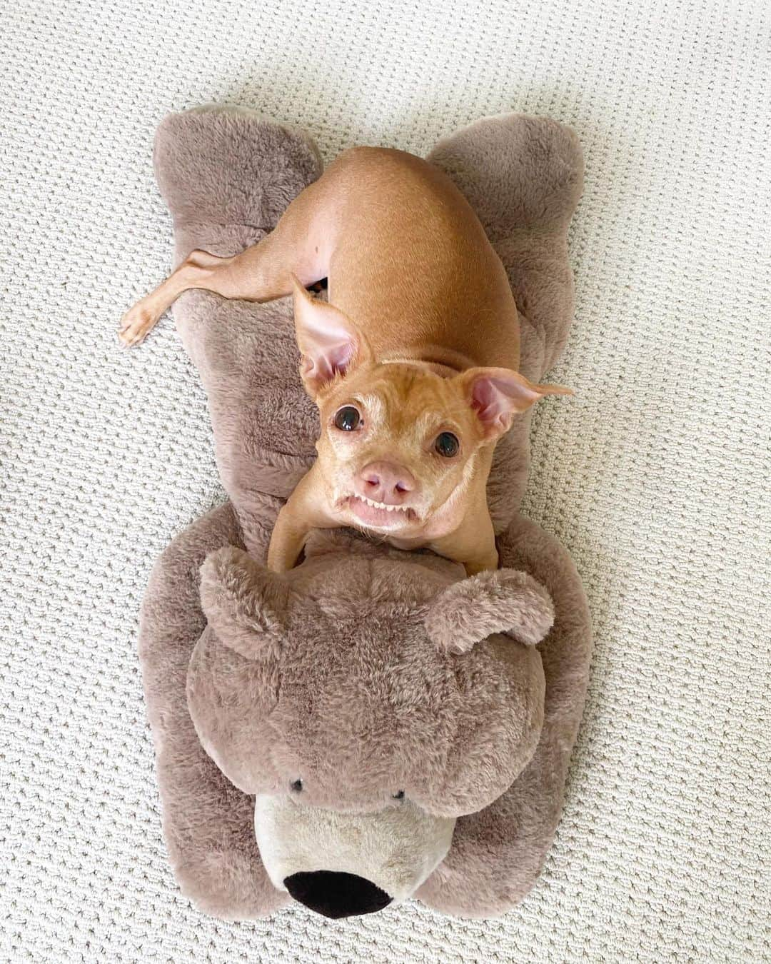 Tuna {breed:chiweenie} さんのインスタグラム写真 - (Tuna {breed:chiweenie} Instagram)「Looks like someone got the memo that today is #nationalteddybearday. The bear must have told Tuna while he was taking a nap on him.」9月10日 6時26分 - tunameltsmyheart