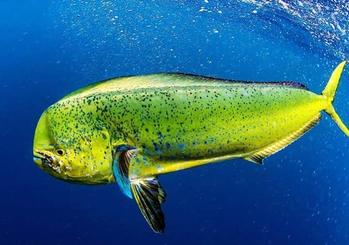 Costa Sunglassesのインスタグラム：「Dorado on the drag. 📷: @almcglashan #SeeWhatsOutThere #BornOnTheWater」
