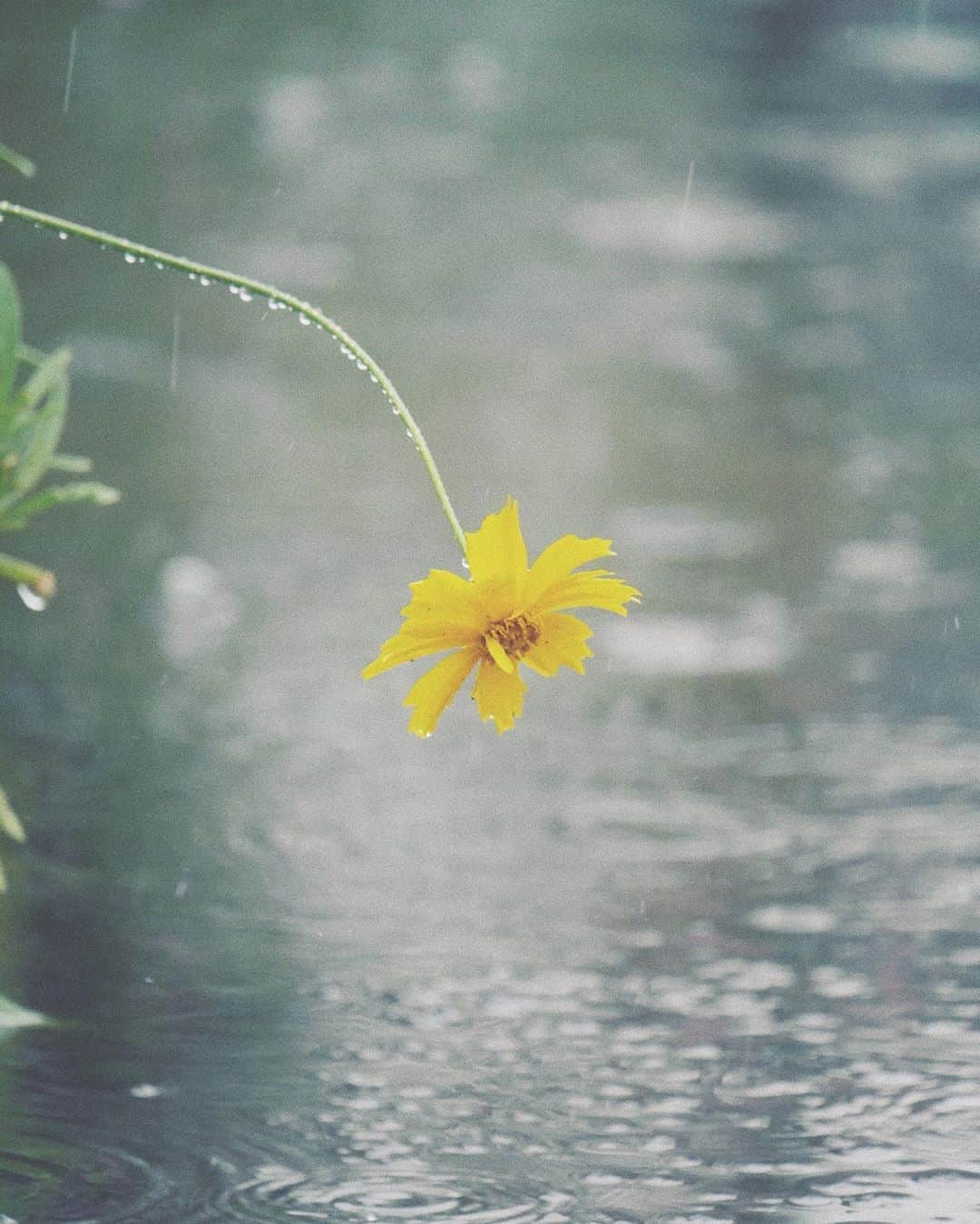 naorinmoonさんのインスタグラム写真 - (naorinmoonInstagram)「雨です﻿ 今日は遠足だったんだけどなあ﻿ ﻿ ﻿ ﻿ ﻿ ﻿ ﻿ ﻿ #雨 ﻿#helios44 #helios44_love  #ig_hokkaido #instagramjapan #ig_japan_ #indies_gram #ifyouleave #as_archive #still_life_nature #vscocam #still_life_mood #reco_ig #nature_brilliance #tv_flowers #ig_eternity #moody_nature #dof_brilliance #heart_imprint #bokeh_bliss #infinity_softly #thehub_macro #rain」9月10日 6時31分 - naorinmoon