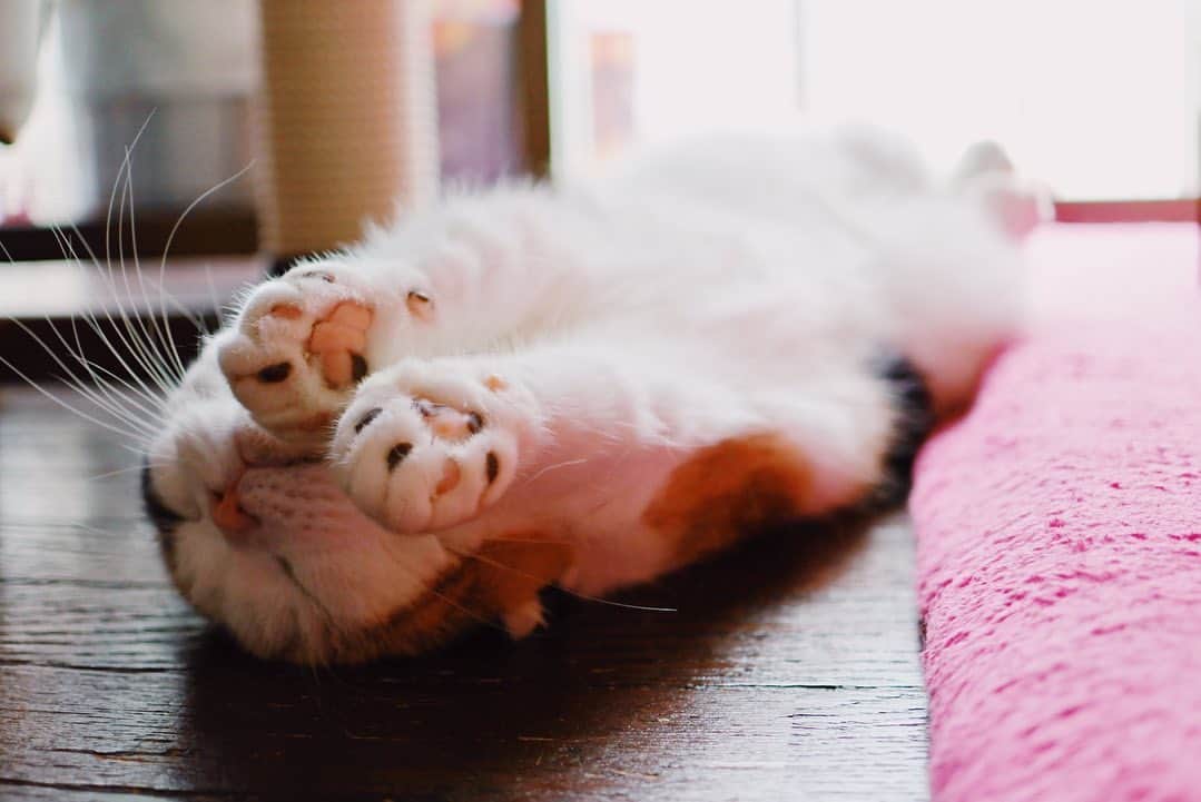 sancheloveのインスタグラム：「おはよう☺️と思ったら、、#のびー してまた寝るうららさん🐾 #kitty#catstagram#catstagram_japan#petstagram#picneko#instacat#meow#catoftheday#catofworld#ilovemycat#funnycat#猫#ねこ#にゃんこ#みんねこ#にゃんだふるらいふ#ふわもこ部#PECOねこ部#ねこまみれ#ねこ休み展#munchkin#calico#scottishfold#マンチカン#ねこのいる暮らし Urara」