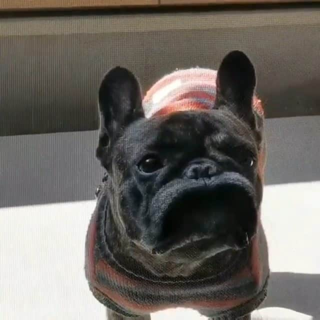 French Bulldogのインスタグラム